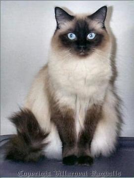 ragdoll